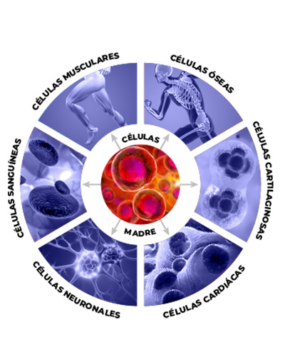 Terapia Celular Regenerativa